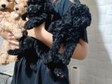 Pofuduk Toy Poodle Yavrular