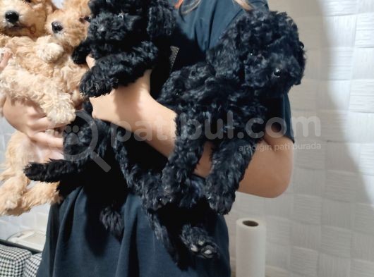 Pofuduk Toy Poodle Yavrular görsel