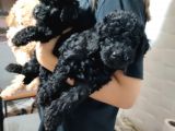 Pofuduk Toy Poodle Yavrular