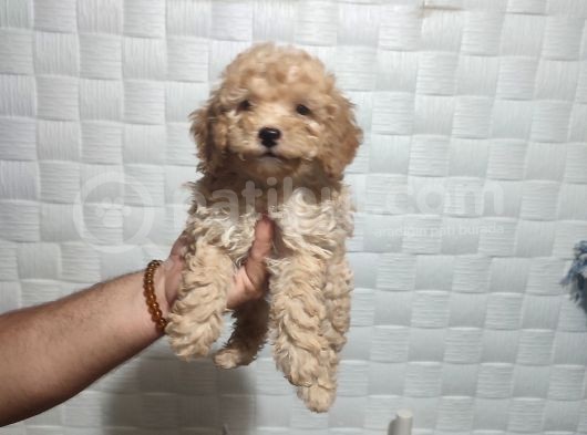 Pofuduk Toy Poodle Yavrular görsel