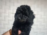 Pofuduk Toy Poodle Yavrular