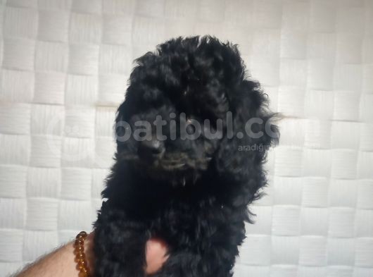 Pofuduk Toy Poodle Yavrular görsel