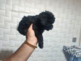 Pofuduk Toy Poodle Yavrular