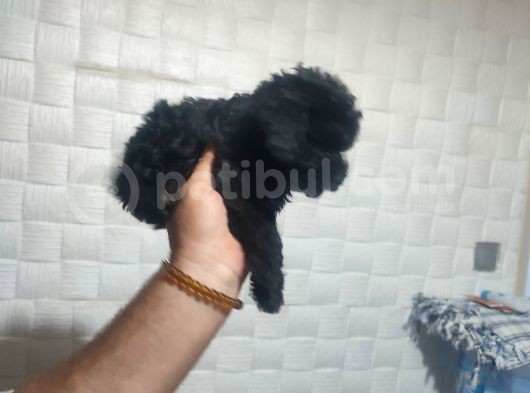 Pofuduk Toy Poodle Yavrular görsel