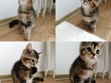 British shorthair golden yavrusu