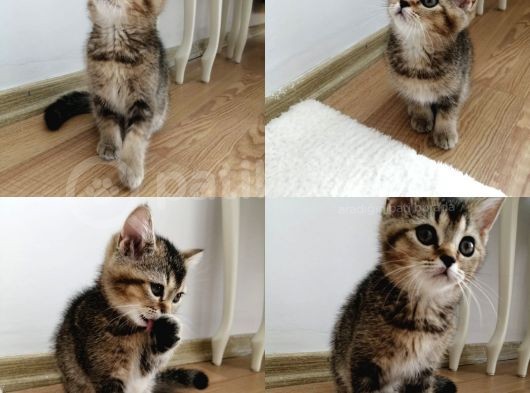 British Shorthair Golden Yavrusu