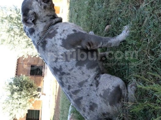French Buldog görsel