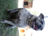 French buldog