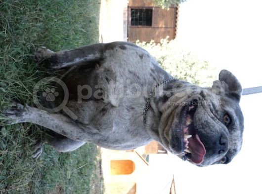 French Buldog