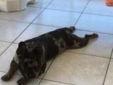 French Buldog