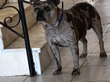 French Buldog