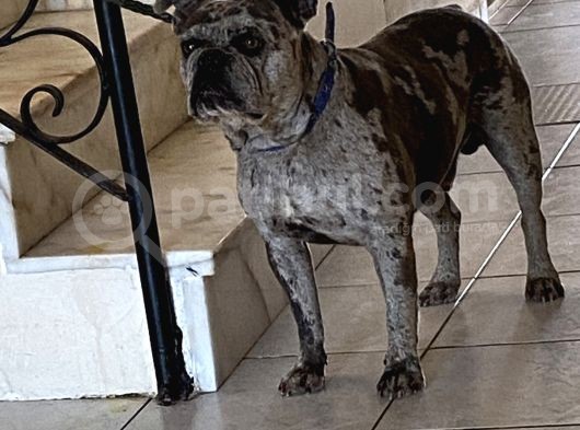 French Buldog görsel