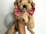 Sevimli Irk Garantili Maltipoo Yavrular
