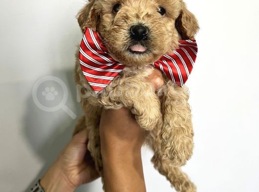 Sevimli Irk Garantili Maltipoo Yavrular