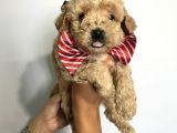 Sevimli Irk Garantili Maltipoo Yavrular