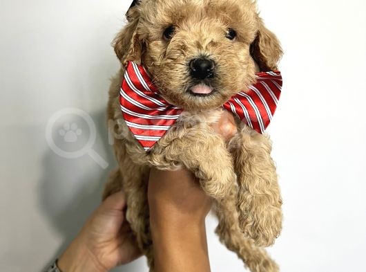 Sevimli Irk Garantili Maltipoo Yavrular görsel