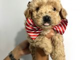 Sevimli Irk Garantili Maltipoo Yavrular