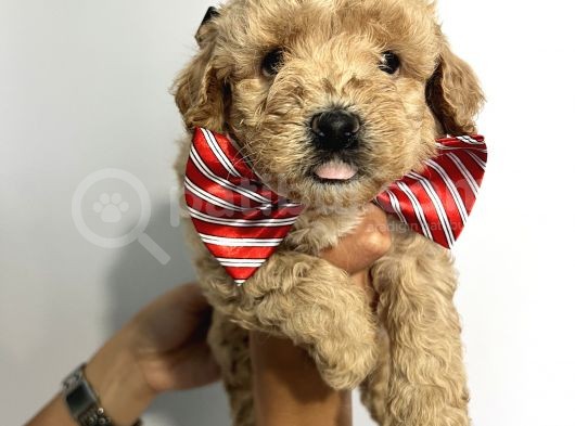 Sevimli Irk Garantili Maltipoo Yavrular görsel