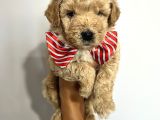 Sevimli Irk Garantili Maltipoo Yavrular