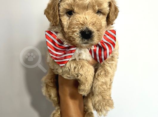 Sevimli Irk Garantili Maltipoo Yavrular görsel
