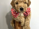 Sevimli Irk Garantili Maltipoo Yavrular