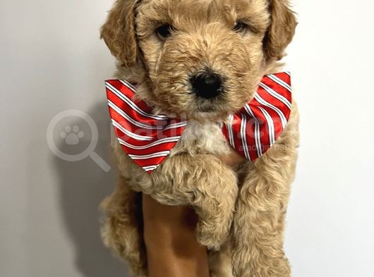 Sevimli Irk Garantili Maltipoo Yavrular görsel
