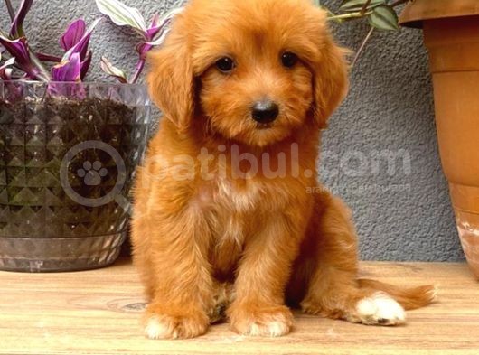 Maltipoo Yavrularımız Evinizin Neşesi Olacaktır görsel