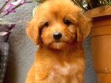 Maltipoo Yavrularımız Evinizin Neşesi Olacaktır
