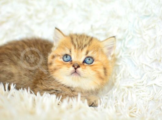 Boncuk Gözlü Black  Golden British Shorthair görsel