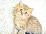Boncuk gözlü Black  Golden British Shorthair