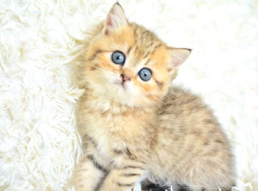 Boncuk gözlü Black  Golden British Shorthair