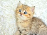 Boncuk Gözlü Black  Golden British Shorthair