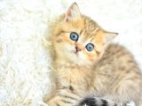 Boncuk Gözlü Black  Golden British Shorthair