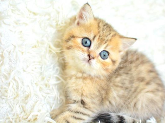 Boncuk Gözlü Black  Golden British Shorthair görsel