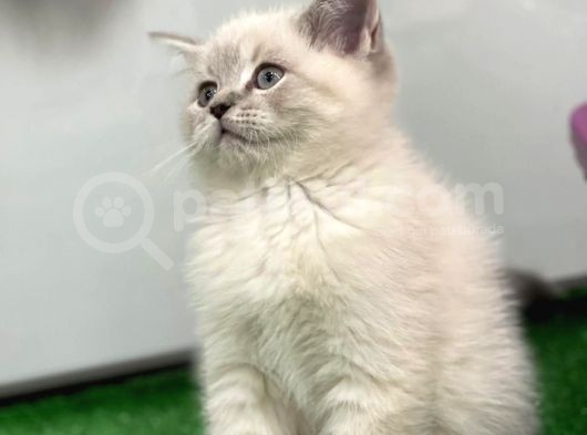 Bebek Gibi Silver British Shorthair görsel