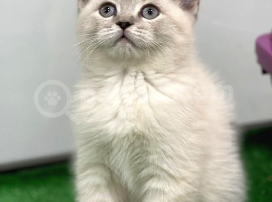 Bebek Gibi Silver British Shorthair
