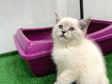Bebek Gibi Silver British Shorthair