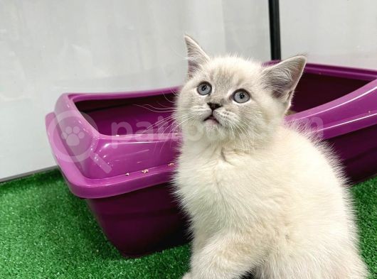 Bebek Gibi Silver British Shorthair görsel