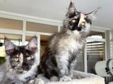 Safkan Maine Coon Yavruları