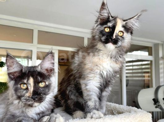 Safkan maine coon yavruları