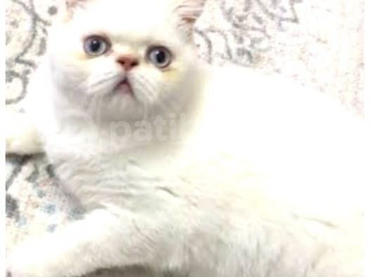 Exotic Kısa Tüylü Yavrular görsel