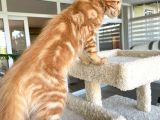 Safkan Maine Coon Yavruları