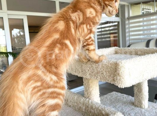 Safkan Maine Coon Yavruları görsel