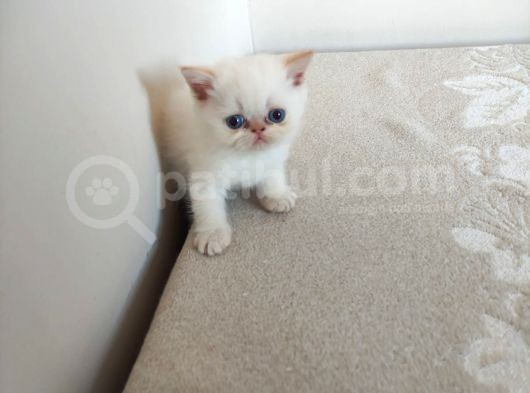 Exotic Kısa Tüylü Yavrular görsel