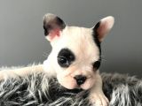 Mükemmel French Bulldog Yavrularımız 