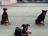 İstanbul Yeni̇ Doğacak Safkan Doberman Yavrulari