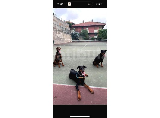 İstanbul Yeni̇ Doğacak Safkan Doberman Yavrulari görsel