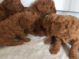 Orjinal Toy Poodle Yavrular