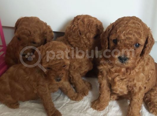 Orjinal Toy Poodle Yavrular görsel
