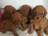 Orjinal Toy Poodle Yavrular